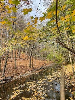 Gus Harris Trail photo 2