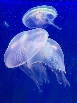 Aquaria Phuket photo 5
