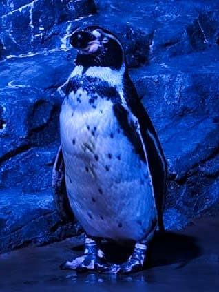 Aquaria Phuket photo 3