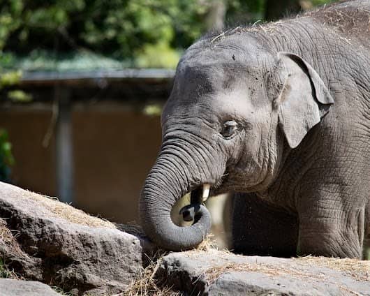 Rotterdam Zoo photo 7