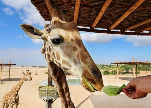 Al Ain Zoo photo 3