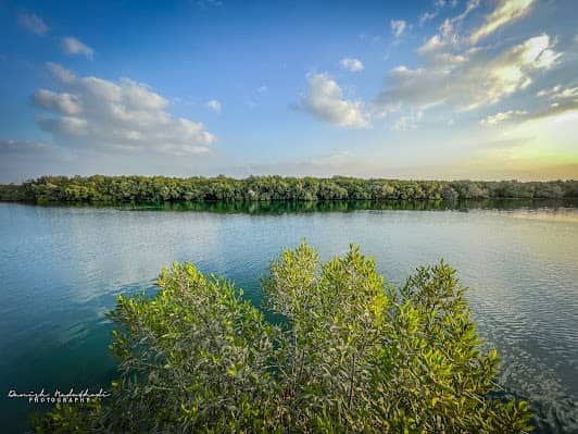 Mangrove Marine National Park photo 5