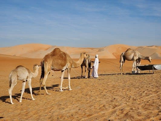 Bateen Liwa
