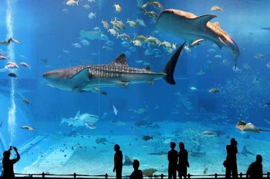 Osaka Aquarium Kaiyukan photo 6