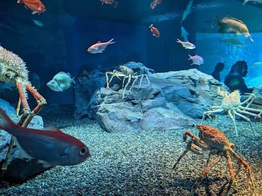 Osaka Aquarium Kaiyukan photo 7