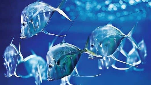 Aquarium Berlin
