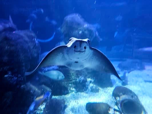 SEA LIFE