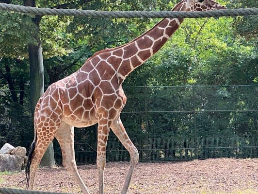 Zoo Frankfurt photo 3