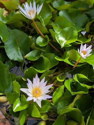 Brooklyn Botanic Garden photo 4