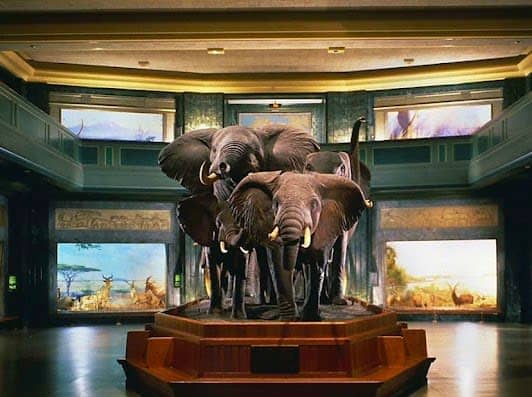 American Museum of Natural History photo 4