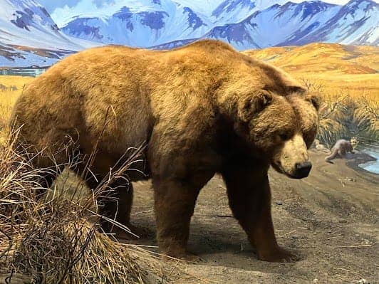 American Museum of Natural History photo 5