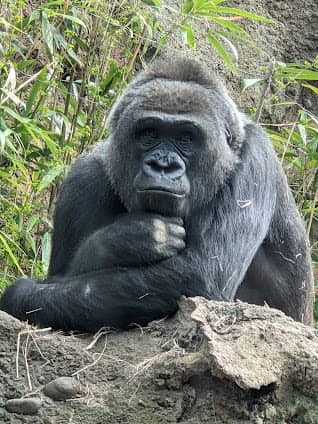 Bronx Zoo photo 4