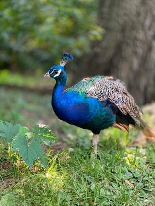Bronx Zoo photo 5