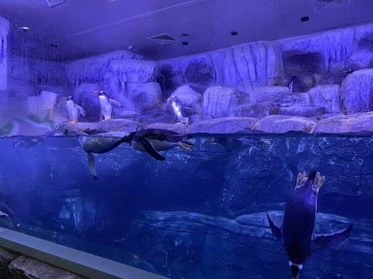 Istanbul Aquarium photo 4
