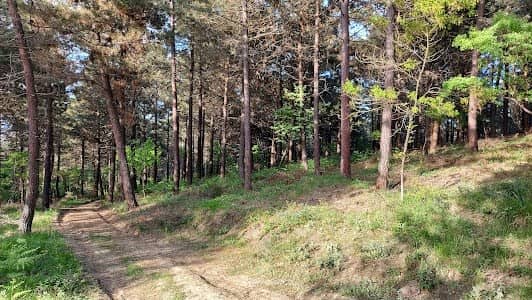 Aydos Forest photo 4