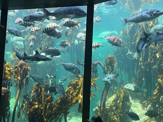 Two Oceans Aquarium photo 2