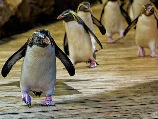 Two Oceans Aquarium photo 5