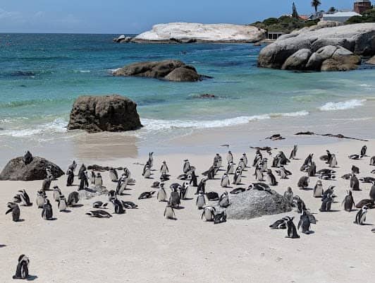 Boulders Beach photo 2