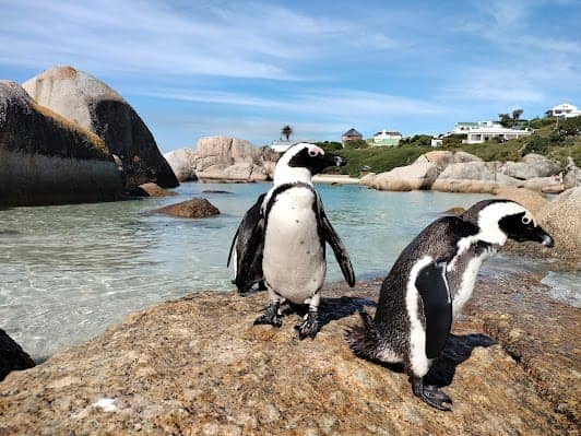 Boulders Beach photo 4
