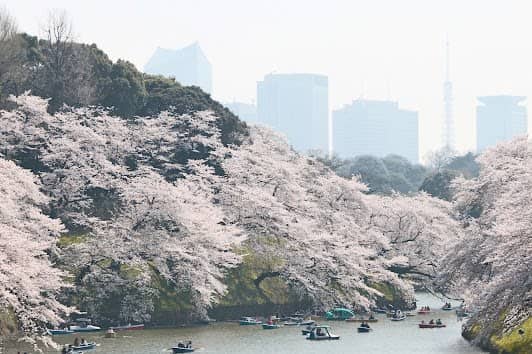 Rikugien Gardens photo 4