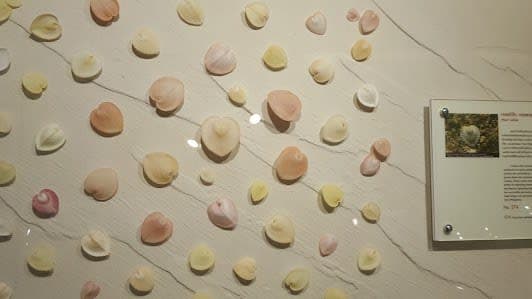 Bangkok Seashell Museum