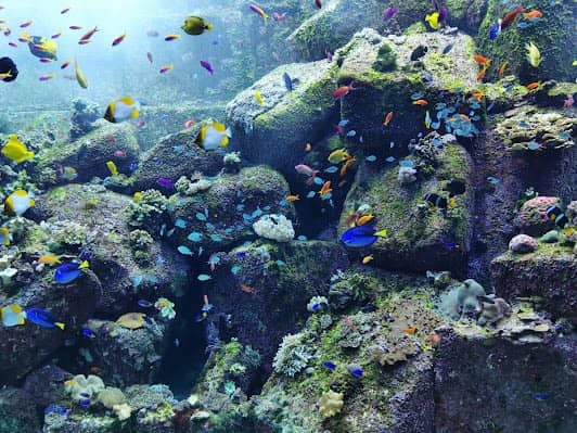 Lost World Aquarium at Aquaventure World photo 4