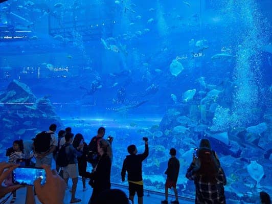 Dubai Aquarium & Underwater Zoo photo 2