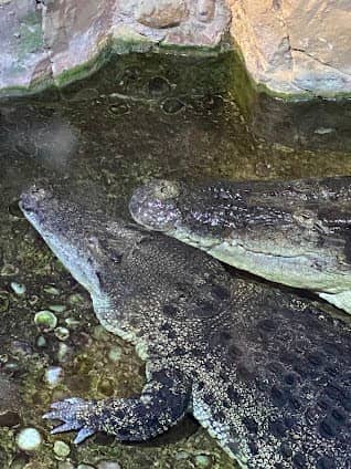 Dubai Aquarium & Underwater Zoo photo 3