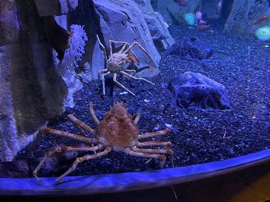 Dubai Aquarium & Underwater Zoo photo 4
