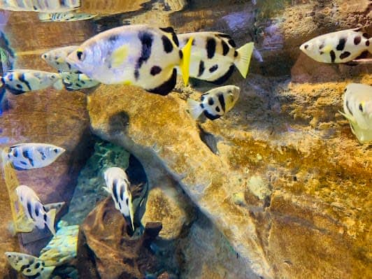 Dubai Aquarium & Underwater Zoo photo 5
