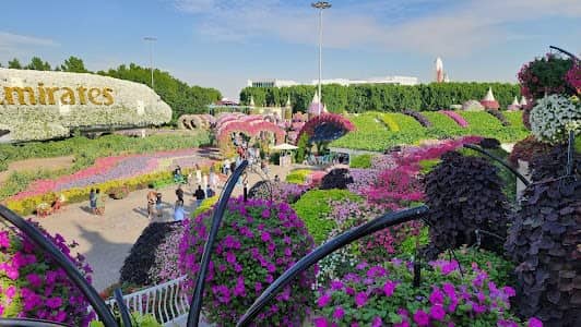 Dubai Miracle Garden photo 4