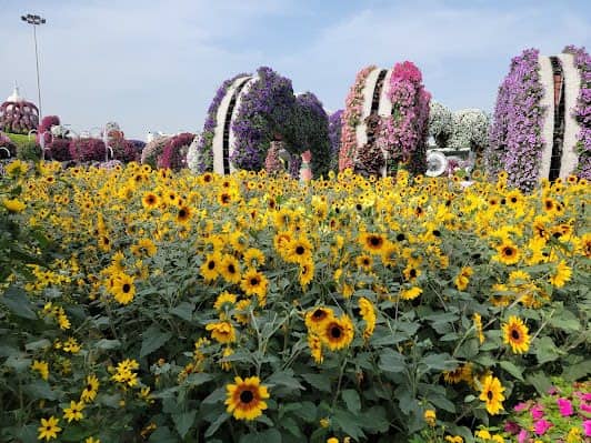 Dubai Miracle Garden photo 5
