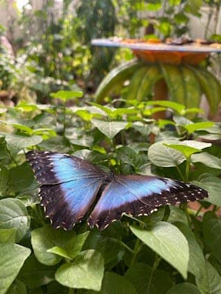 Dubai Butterfly Garden photo 5