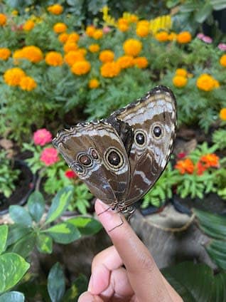 Dubai Butterfly Garden photo 3