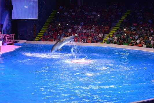 Dubai Dolphinarium photo 2