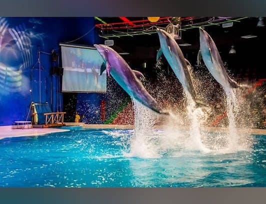 Dubai Dolphinarium photo 3