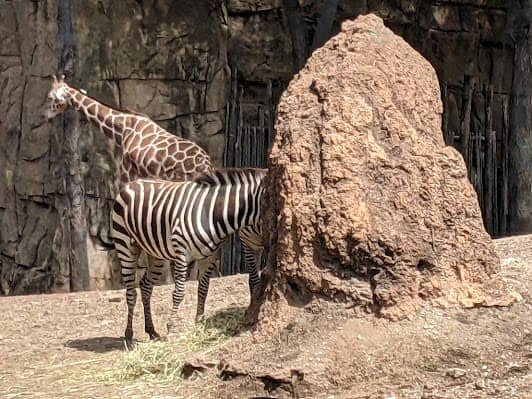 Lincoln Park Zoo photo 5
