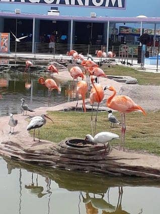 Miami Seaquarium photo 5