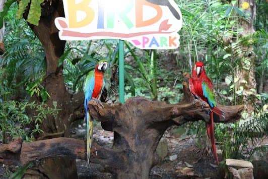 Phuket Bird Park photo 2