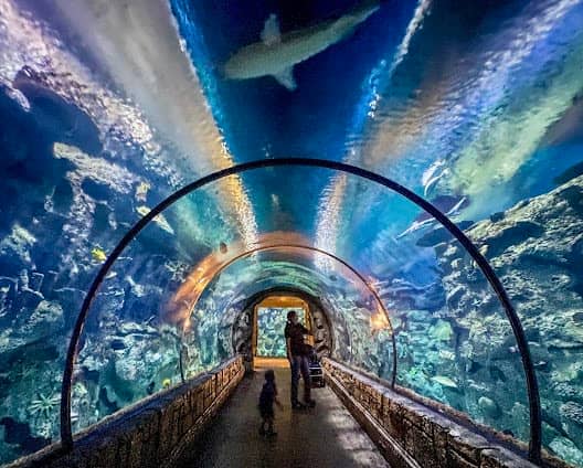 Shark Reef Aquarium at Mandalay Bay photo 6