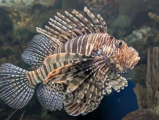 Shark Reef Aquarium at Mandalay Bay photo 7
