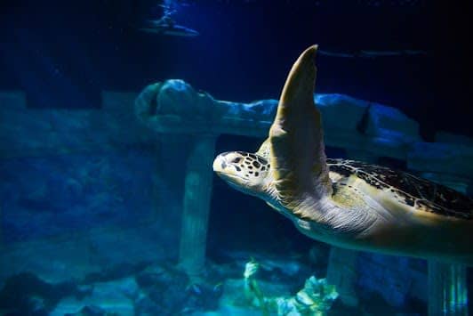 SEA LIFE Centre Porto photo 6