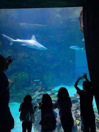 Shark Reef Aquarium at Mandalay Bay photo 3