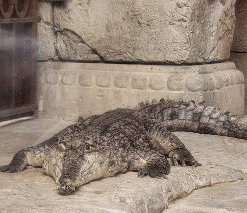 Shark Reef Aquarium at Mandalay Bay photo 4