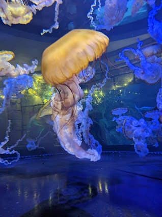Shark Reef Aquarium at Mandalay Bay photo 5