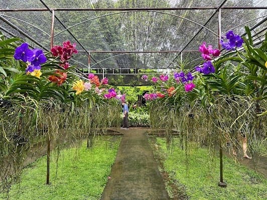Bai Orchid & Butterfly Farm