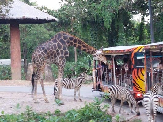 Chiang Mai Night Safari photo 3