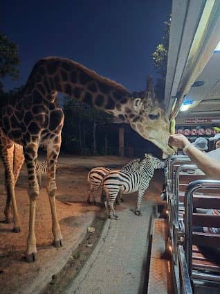 Chiang Mai Night Safari photo 4