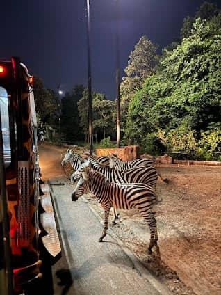 Chiang Mai Night Safari photo 5