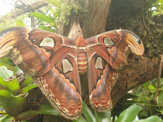Edinburgh Butterfly & Insect World